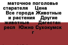 маточное поголовье старателя  › Цена ­ 2 300 - Все города Животные и растения » Другие животные   . Дагестан респ.,Южно-Сухокумск г.